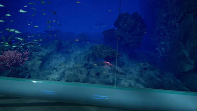 Aquarium at August 32nd - Изображение 1