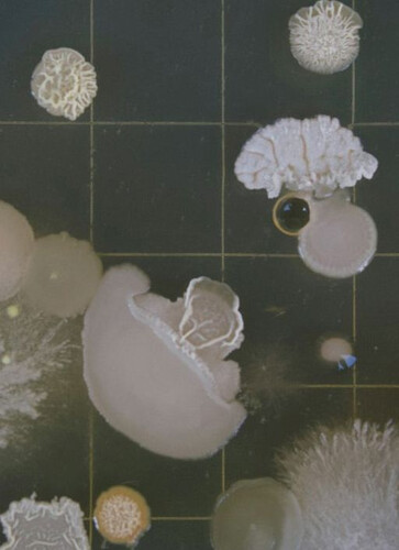 Biotomata - Обложка