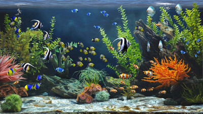 Zen Aquarium - Изображение 2