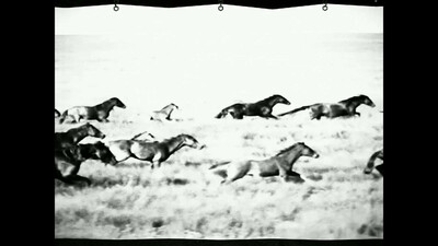 Horses - Изображение 4