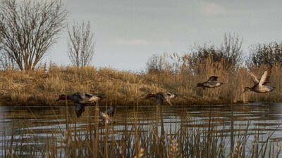 BULT: Hunting simulator - Изображение 3