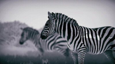 Seclusa - Изображение 2